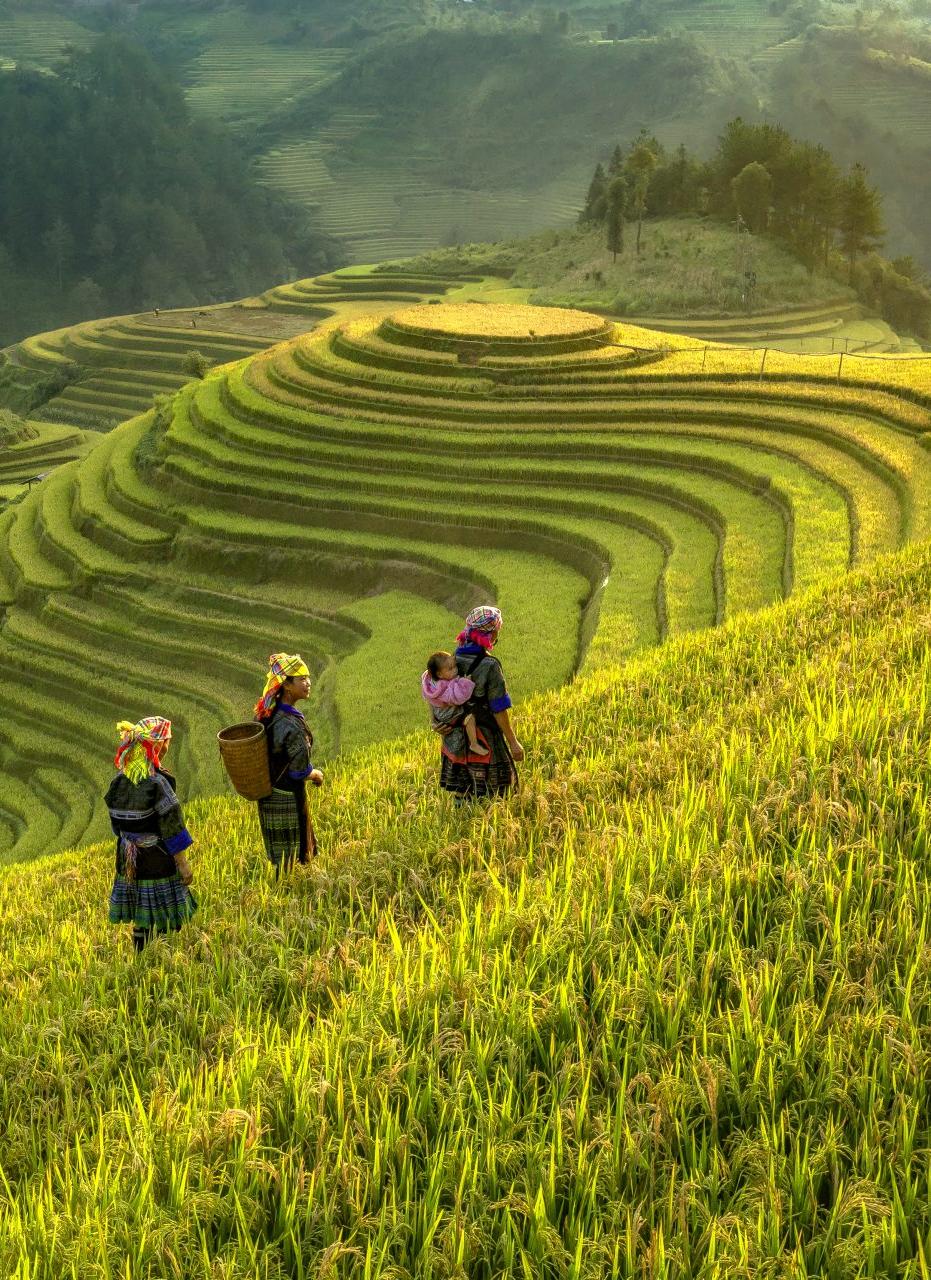 3 Days Hanoi – Mu Cang Chai Tour: Golden Terraced Fields & La Pa Tan Trekking Adventure